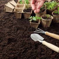 2 plantas que podés reproducir muy fácil en otoño para decorar el jardín