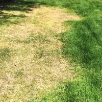 Los insectos que pasan desapercibidos en tu jardín, pero hacen estragos en tu césped