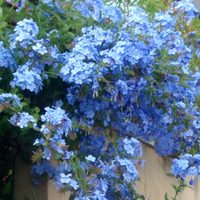 3 plantas muy hermosas y de pocos cuidados, ideales para que tu pérgola luzca increíble