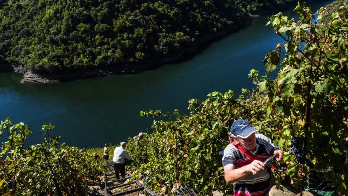 Premian a vinos heroicos. Fuente: (Instagram)