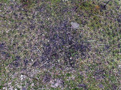 Nevado de Toluca: Deforestación por decreto