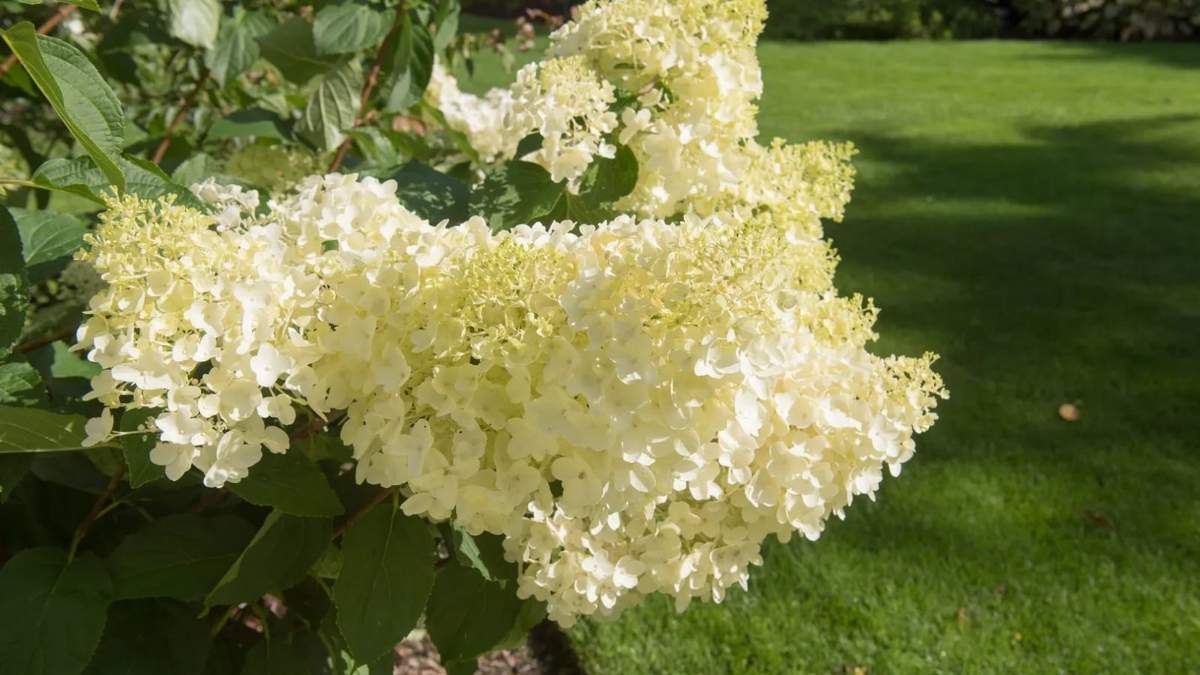 Hortensia. Fuente: (Instagram)