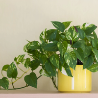 La común planta que todos tienen en su hogar y que requiere más cuidados de los que te imaginabas