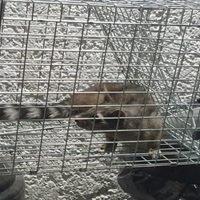 Rescatan a un cacomixtle de la estación Cuauhtémoc del Metro