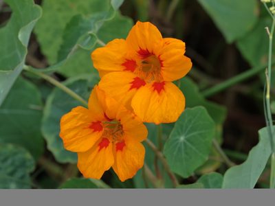 2 valiosas virtudes y 1 sola planta: conocé por qué esta especie es un tesoro para tu cocina y tu salud