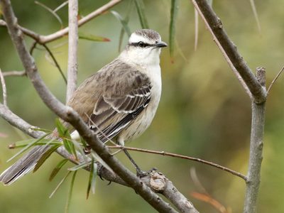 Curiosidades de la calandria, el pájaro que tiene una voz particular y sabe imitar