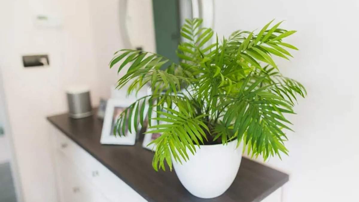 Plantas. Fuente: (X)