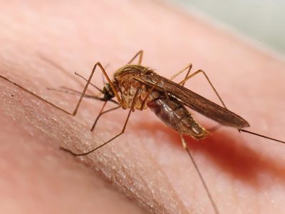 Olores que odian los mosquitos y que los alejarán de tu hogar si con el repelente no basta