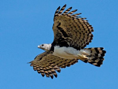Cómo el águila harpía, emblema de Panamá, está aún más en peligro gracias a los “coleccionistas”