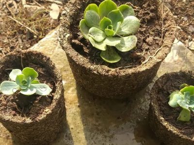 No tirés la yerba usada y fabricá estas originales y modernas macetas para tus plantas