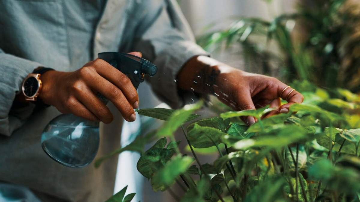 Plantas. Fuente: (elEconomista.es)