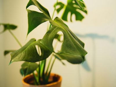 Según el Feng Shui, las plantas con mejor energía para tener en tu casa