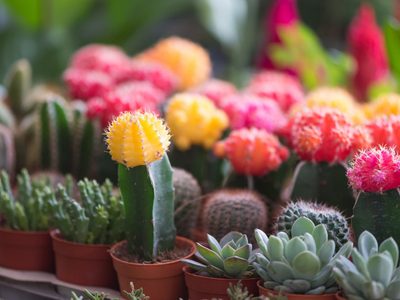 Cactus: cuáles son los más fáciles de cuidar e ideales para el interior de tu hogar