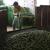 Amenazas y extorsiones regresan contra productores de limón en México
