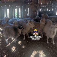 Recuperan varios animales que habían sido robados de un puesto