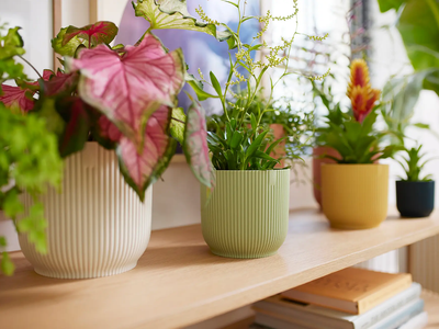 Con solo sorbetes y sin gastar fortuna: mirá esta maceta única y low cost para tu jardín