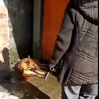 Diputados interpusieron denuncias penales por golpiza a perro en restaurante de la Picacho-Ajusco