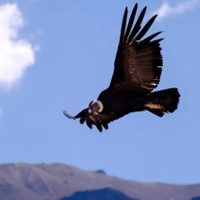 Neuquén realizará el cuarto censo del condor andino para evaluar su población provincial
