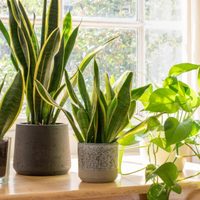 Si sentís que no tenés lugar en tu hogar, mirá estas plantas para decorar espacios pequeños