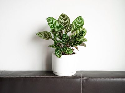 La planta de moda que necesita pocos cuidados y es perfecta para decorar rincones con poca luz