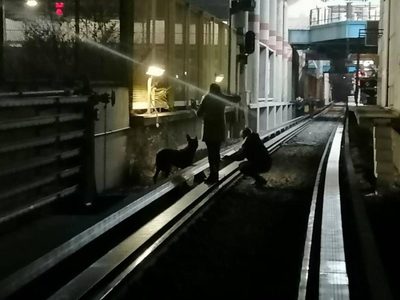Rescatan a un perro que sobrevivió 20 días escondido entre las vías del Metro