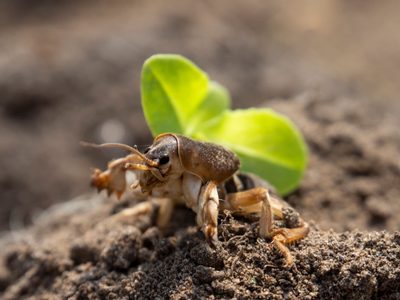 Curiosidades sobre el grillo Topo: el insecto que no vas a querer en tu jardín y que es un experto excavador y cantor