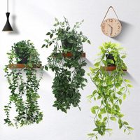 Los secretos viveristas para tener las plantas colgantes más frondosas y ramificadas