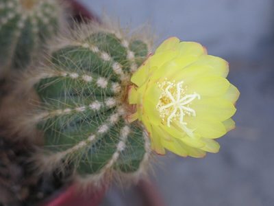 Plantas: conocé este tipo de cactus que soporta sol extremo y es muy fácil de cuidar