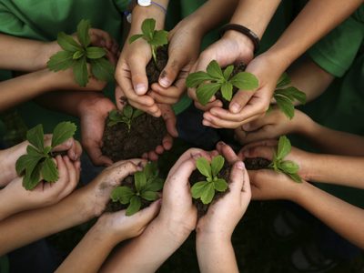 Apocalipsis medioambiental: un tercio de los árboles del mundo están en peligro de extinción
