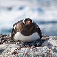 Seguro no lo sabías: por qué los pingüinos regalan piedras a sus parejas