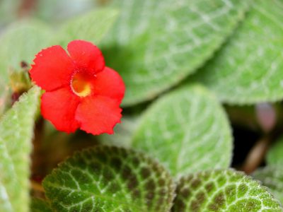 La planta colgante que disfruta del calor es muy fácil de cuidar y tiene hermosas flores