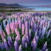 Llegó la primavera: estas son las flores más hermosas que crecen en la cordillera neuquina