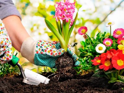 Mantené tus plantas llenas de flores en verano, con 3 trucos caseros muy sencillos