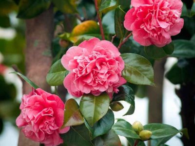 La planta símbolo de Chanel que florece en primavera y es muy fácil de mantener