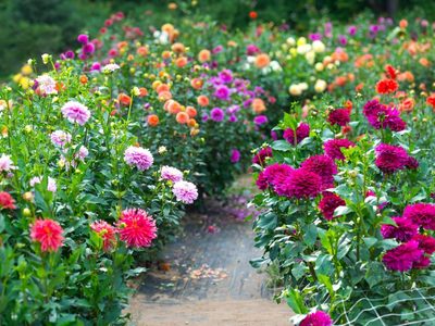 Cómo multiplicar tus Dalias para llenar tu jardín de las flores más lindas: trucos y secretos para no fallar en el intento