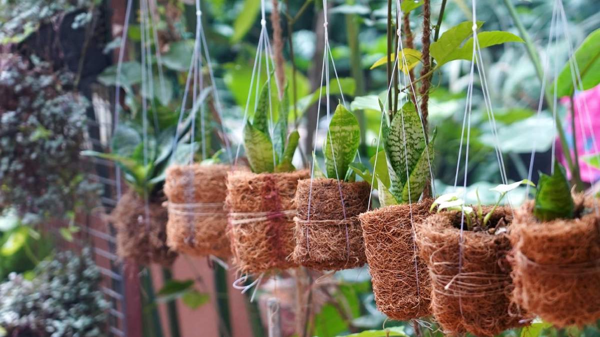 Plantas. Fuente: (Instagram)