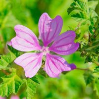 La milagrosa planta que aumenta la felicidad y es un tesoro para la salud