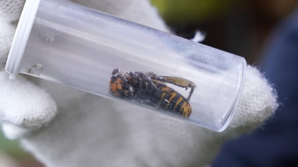 Un avispón gigante asiático extraído de un nido