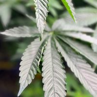Trump firma una orden para relajar las restricciones contra la mariguana medicinal
