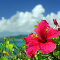 La flor que está en todas las casas y que, si la consumís, te puede ayudar a adelgazar