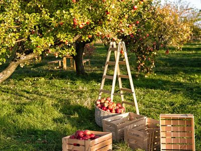 Con 1 elemento que tenés a mano, fabricá este práctico recolector de frutas para tu jardín