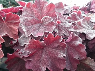 Heuchera: cómo cuidar esta planta de interior que soporta temperaturas bajo cero