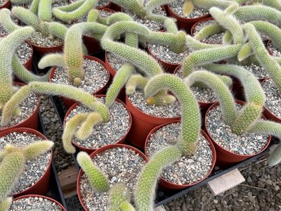 La planta con flores hermosas que crece sobre piedras y que en otoño e invierno casi no tenés que regar