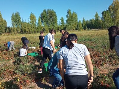 San Patricio del Chañar: Alumnos y productores se capacitaron en producción de semillas de tomate