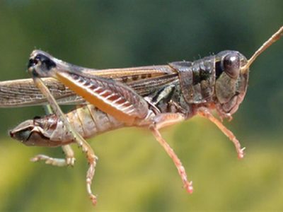 Una plaga afecta los campos de tres provincias patagónicas
