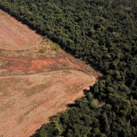 En tres años, Brasil perdió en vegetación nativa casi el equivalente al estado de Río de Janeiro
