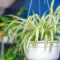 Planta cinta o malamadre: trucos para que crezca y se reproduzca esta planta de interior y exterior