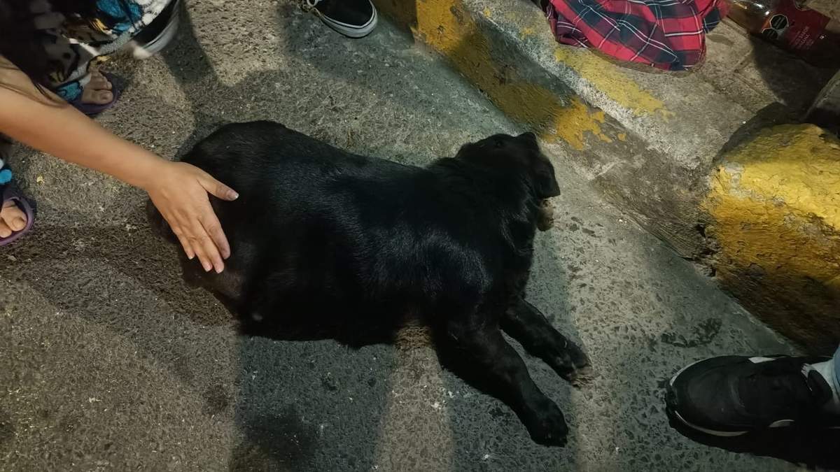 La perrita agredida