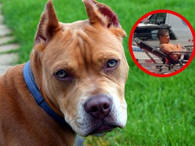 Hombre es atacado por sus pitbull; vecinos denuncian criadero y peleas clandestinas