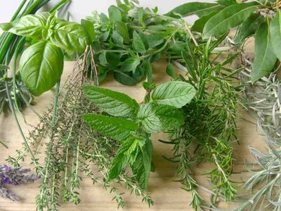 La planta comestible que es famosa, pero pocos saben que es tóxica